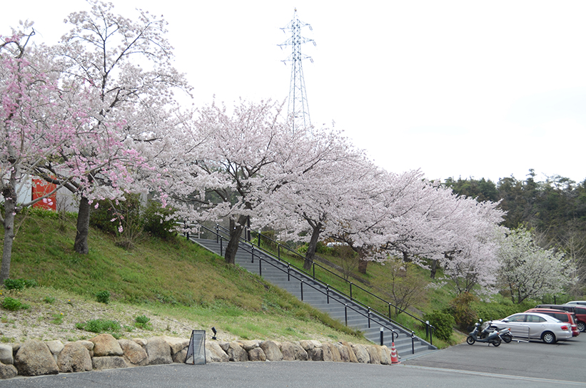 20170409　【桜情報】いちばんの見ごろを迎えています！08